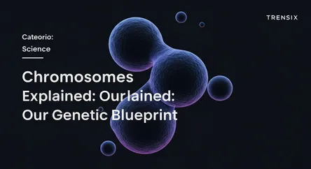 Chromosomes Explained: Our Genetic Blueprint