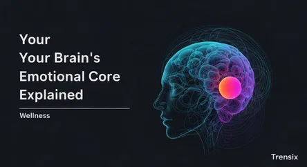 Your Brain's Emotional Core Explained