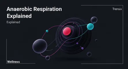 Anaerobic Respiration Explained