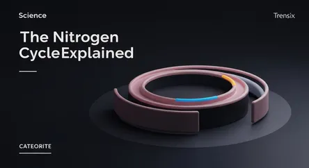 The Nitrogen Cycle Explained