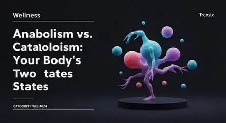 Anabolism vs. Catabolism: Your Body's Two States