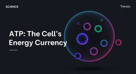 ATP: The Cell's Energy Currency