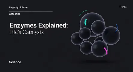 Enzymes Explained: Life's Catalysts