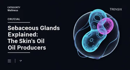 Sebaceous Glands Explained: The Skin's Oil Producers