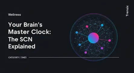 Your Brain's Master Clock: The SCN Explained