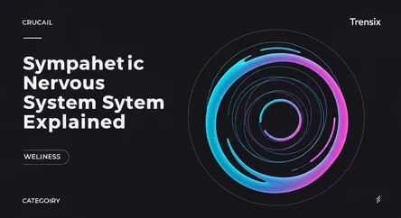 Sympathetic Nervous System Explained