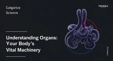 Understanding Organs: Your Body's Vital Machinery