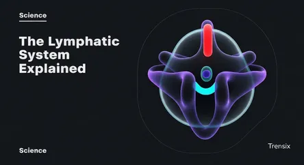 The Lymphatic System Explained