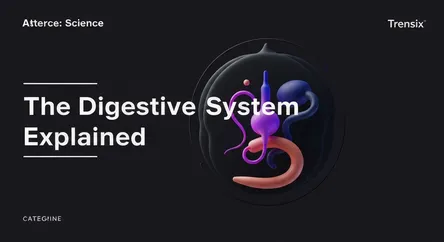 The Digestive System Explained