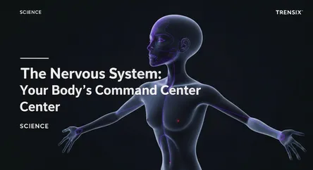 The Nervous System: Your Body's Command Center