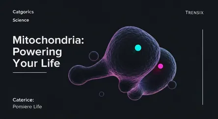 Mitochondria: Powering Your Life